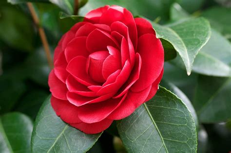 Camellia Japonica: The Flower that Brings Curses and Misfortune